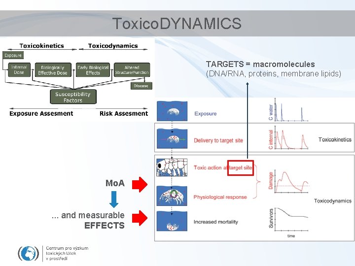 Toxico. DYNAMICS TARGETS = macromolecules (DNA/RNA, proteins, membrane lipids) Mo. A. . . and