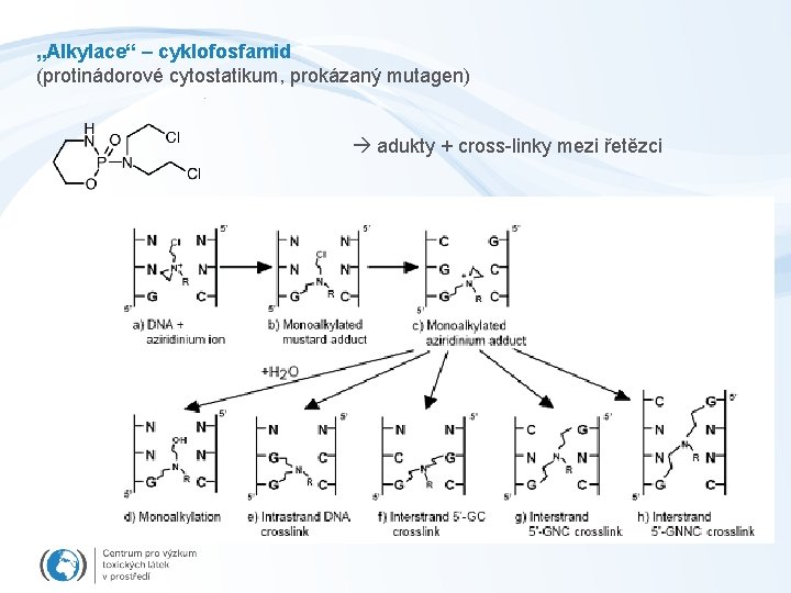 „Alkylace“ – cyklofosfamid (protinádorové cytostatikum, prokázaný mutagen) adukty + cross-linky mezi řetězci 