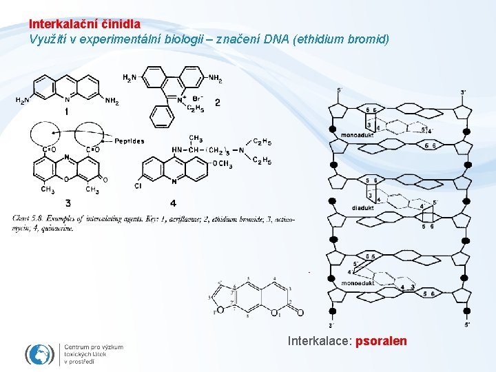 Interkalační činidla Využití v experimentální biologii – značení DNA (ethidium bromid) Interkalace: psoralen 