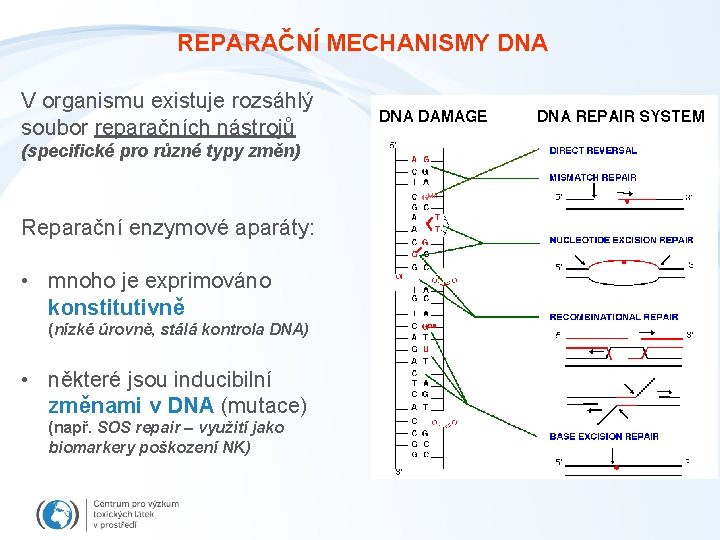 REPARAČNÍ MECHANISMY DNA V organismu existuje rozsáhlý soubor reparačních nástrojů (specifické pro různé typy