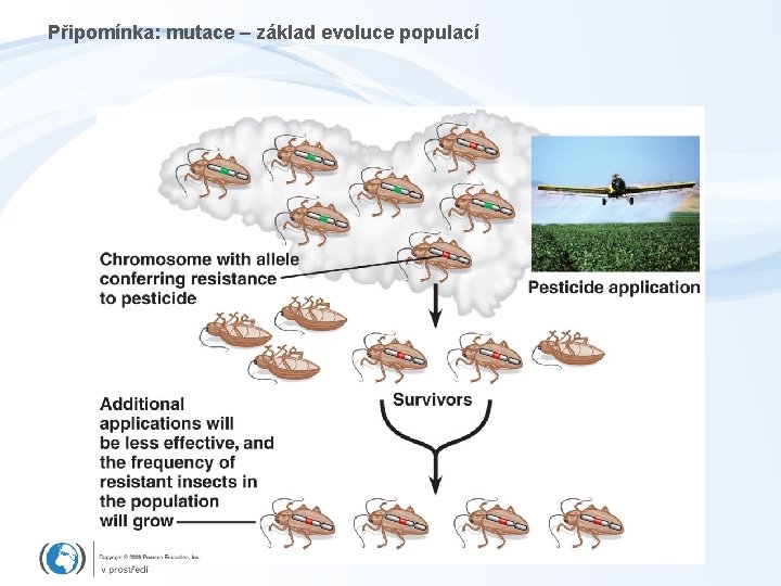 Připomínka: mutace – základ evoluce populací 