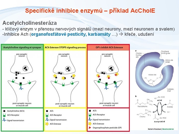 Specifické inhibice enzymů – příklad Ac. Chol. E Acetylcholinesteráza - klíčový enzym v přenosu