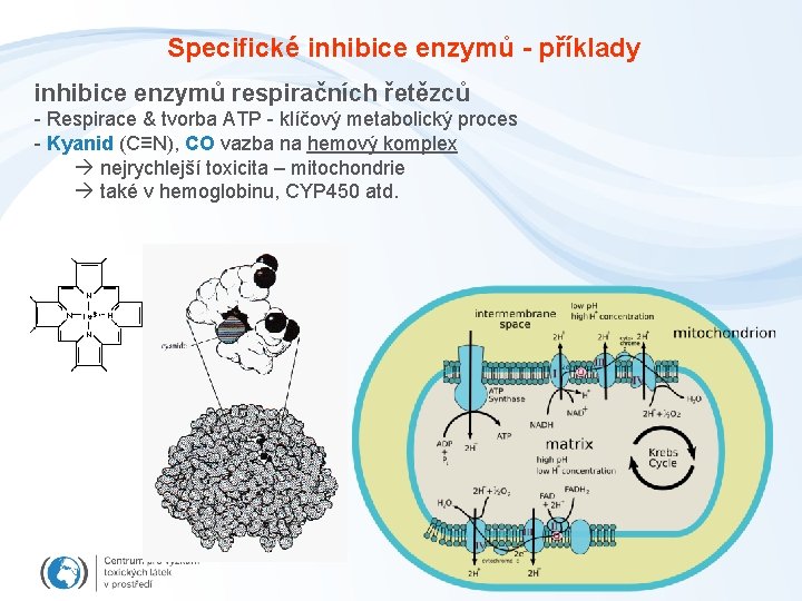 Specifické inhibice enzymů - příklady inhibice enzymů respiračních řetězců - Respirace & tvorba ATP