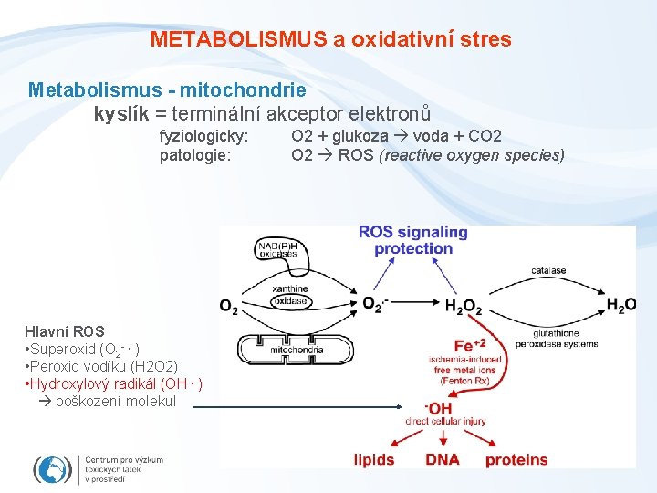 METABOLISMUS a oxidativní stres Metabolismus - mitochondrie kyslík = terminální akceptor elektronů fyziologicky: patologie: