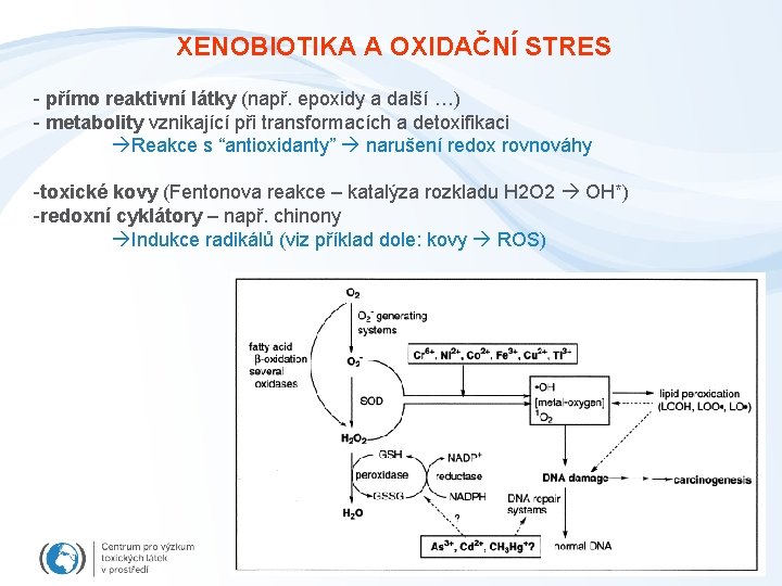 XENOBIOTIKA A OXIDAČNÍ STRES - přímo reaktivní látky (např. epoxidy a další …) -
