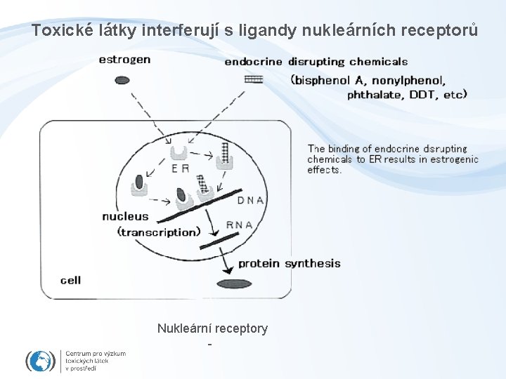 Toxické látky interferují s ligandy nukleárních receptorů Nukleární receptory - 