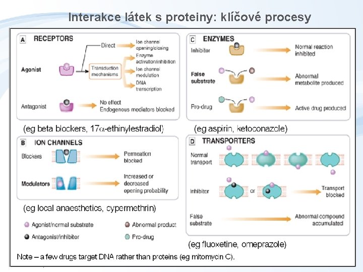 Interakce látek s proteiny: klíčové procesy 