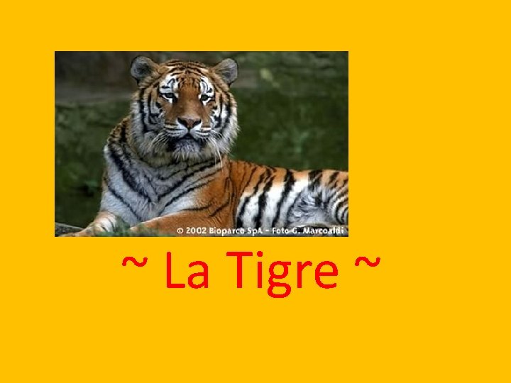 ~ La Tigre ~ 