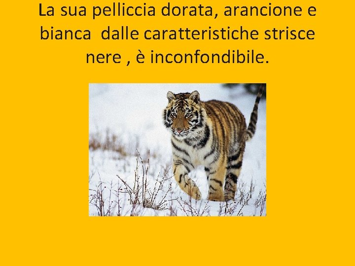 La sua pelliccia dorata, arancione e bianca dalle caratteristiche strisce nere , è inconfondibile.
