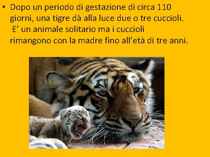  • Dopo un periodo di gestazione di circa 110 madre all'età di otre