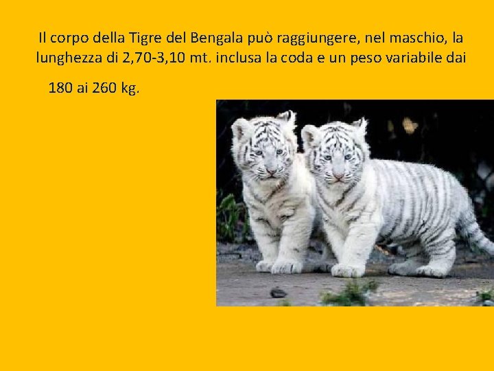 Il corpo della Tigre del Bengala può raggiungere, nel maschio, la lunghezza di 2,
