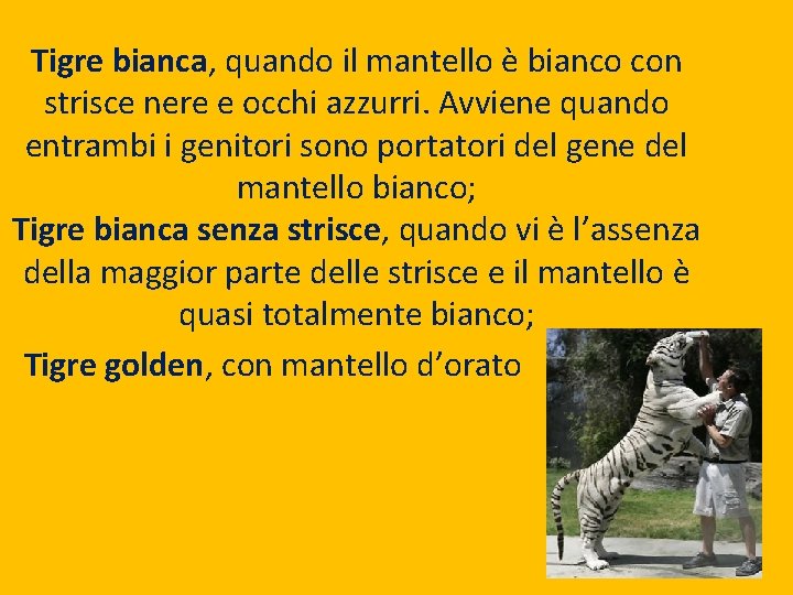Tigre bianca, quando il mantello è bianco con strisce nere e occhi azzurri. Avviene