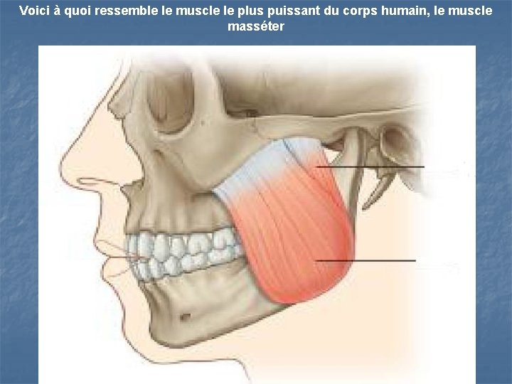 Voici à quoi ressemble le muscle le plus puissant du corps humain, le muscle