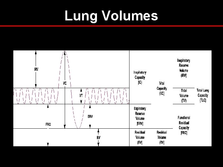 Lung Volumes Lung Volumes