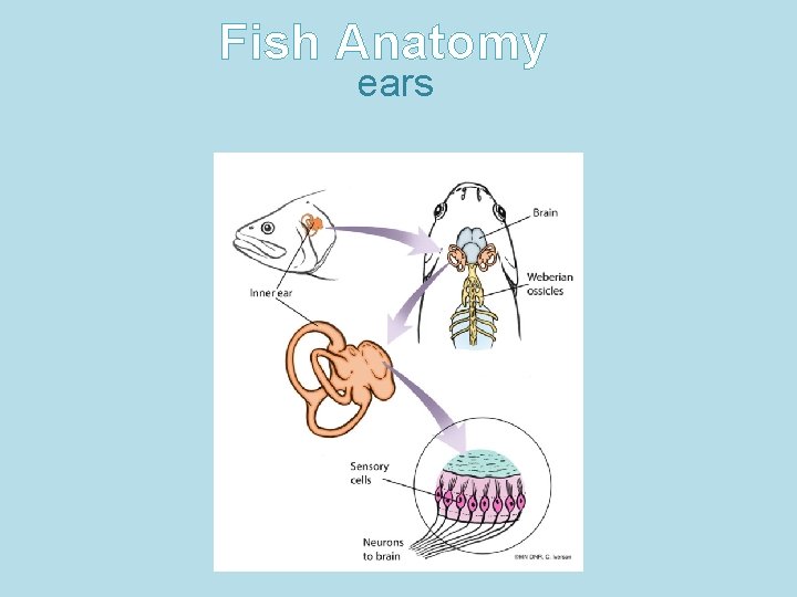 Fish Anatomy ears Fish Anatomy ears
