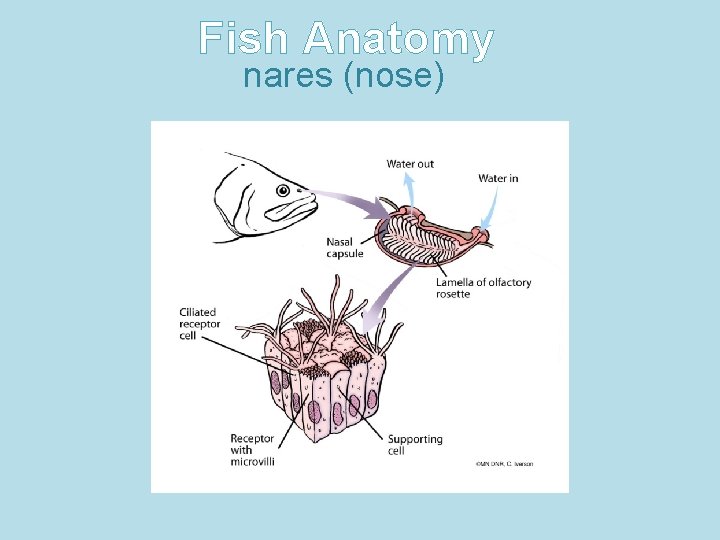 Fish Anatomy nares (nose) 