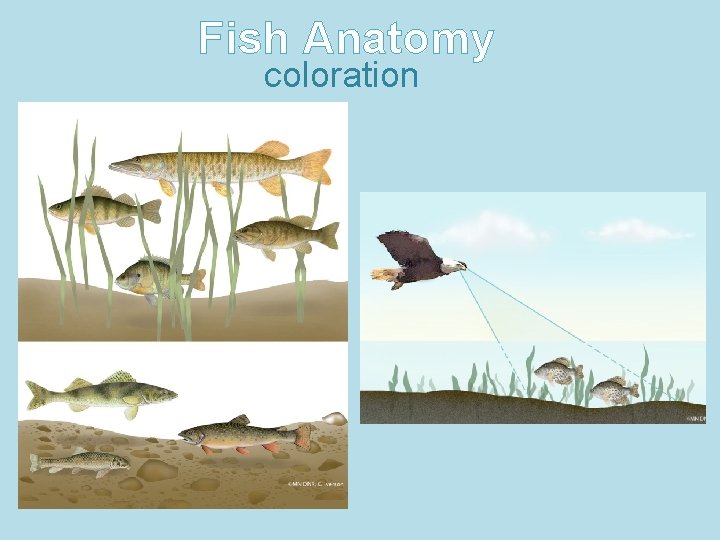 Fish Anatomy coloration 