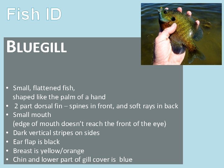 Fish ID BLUEGILL • Small, flattened fish, shaped like the palm of a hand Fish ID BLUEGILL • Small, flattened fish, shaped like the palm of a hand