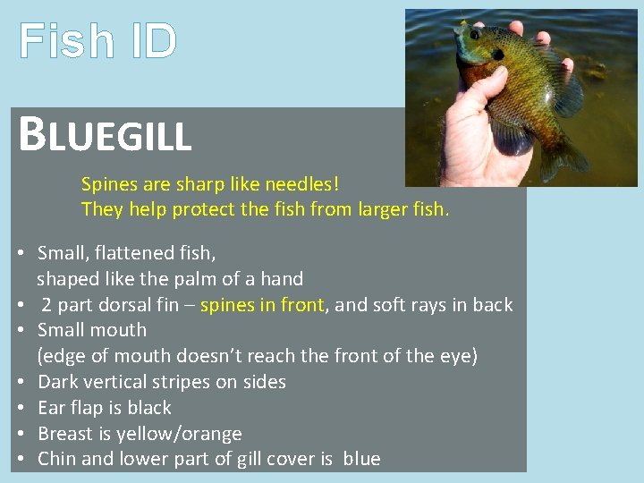 Fish ID BLUEGILL Spines are sharp like needles! They help protect the fish from Fish ID BLUEGILL Spines are sharp like needles! They help protect the fish from