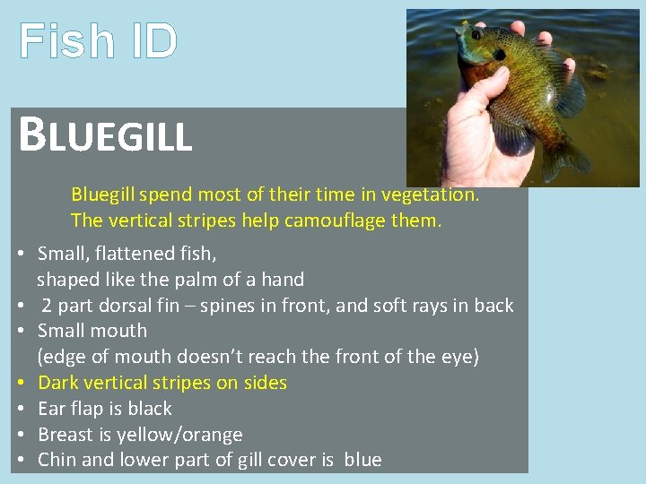 Fish ID BLUEGILL Bluegill spend most of their time in vegetation. The vertical stripes