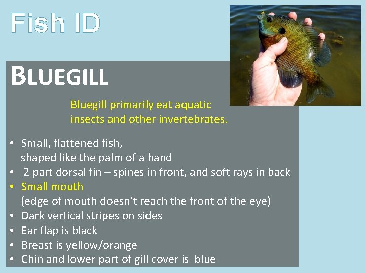 Fish ID BLUEGILL Bluegill primarily eat aquatic insects and other invertebrates. • Small, flattened