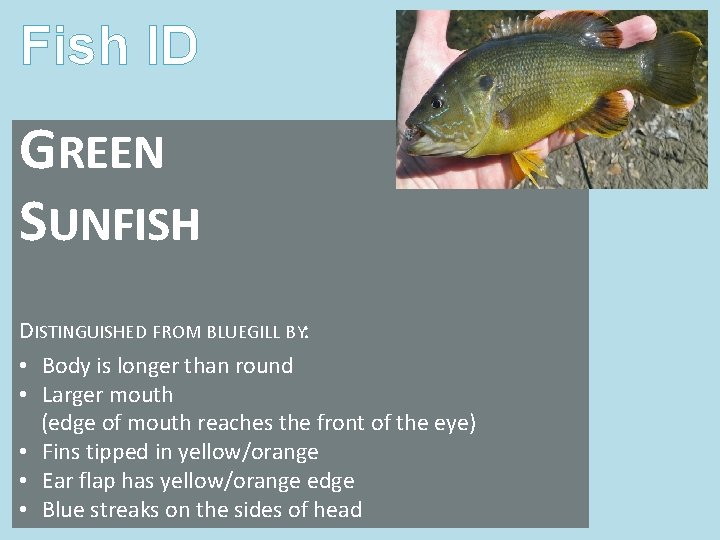 Fish ID GREEN SUNFISH DISTINGUISHED FROM BLUEGILL BY: • Body is longer than round Fish ID GREEN SUNFISH DISTINGUISHED FROM BLUEGILL BY: • Body is longer than round