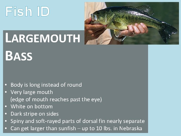 Fish ID LARGEMOUTH BASS • Body is long instead of round • Very large Fish ID LARGEMOUTH BASS • Body is long instead of round • Very large