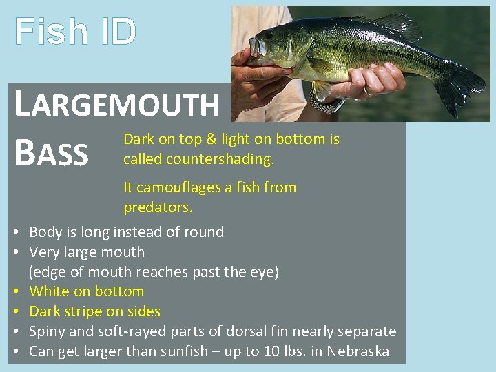 Fish ID LARGEMOUTH BASS Dark on top & light on bottom is called countershading. Fish ID LARGEMOUTH BASS Dark on top & light on bottom is called countershading.