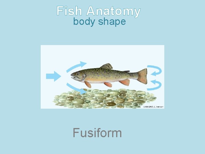 Fish Anatomy body shape Fusiform 