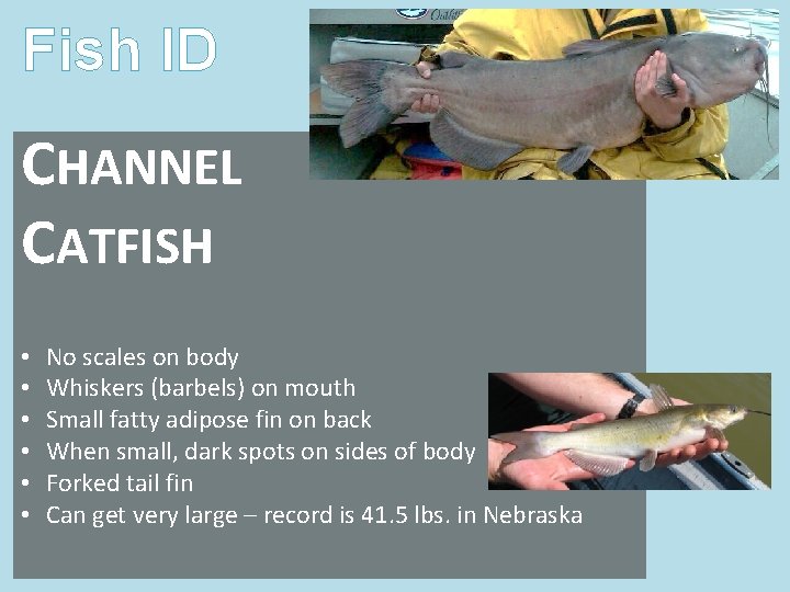 Fish ID CHANNEL CATFISH • • • No scales on body Whiskers (barbels) on