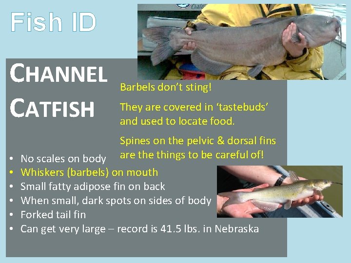 Fish ID CHANNEL CATFISH • • • Barbels don’t sting! They are covered in Fish ID CHANNEL CATFISH • • • Barbels don’t sting! They are covered in