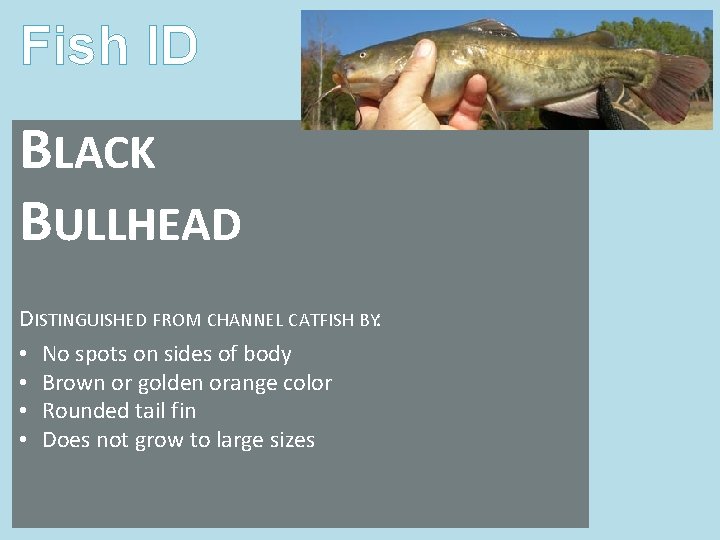Fish ID BLACK BULLHEAD DISTINGUISHED FROM CHANNEL CATFISH BY: • No spots on sides Fish ID BLACK BULLHEAD DISTINGUISHED FROM CHANNEL CATFISH BY: • No spots on sides