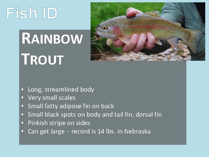 Fish ID RAINBOW TROUT • • • Long, streamlined body Very small scales Small Fish ID RAINBOW TROUT • • • Long, streamlined body Very small scales Small