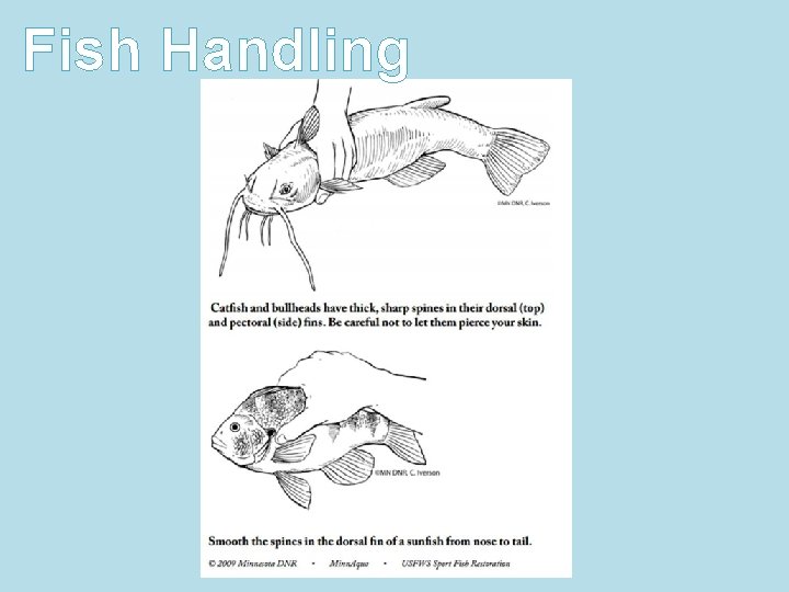 Fish Handling 
