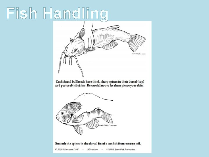 Fish Handling Fish Handling