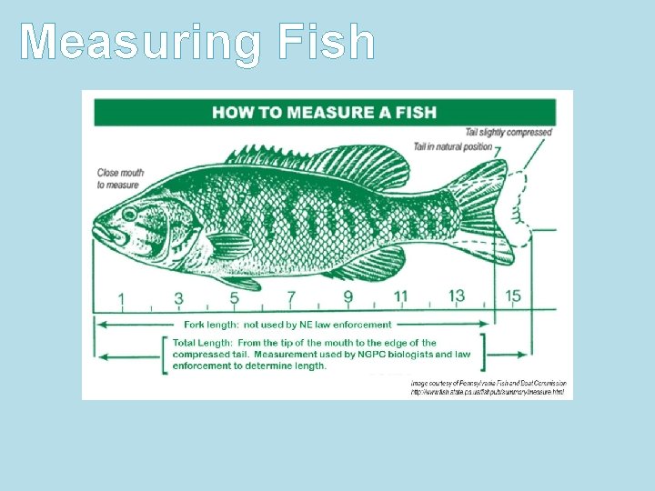 Measuring Fish Measuring Fish
