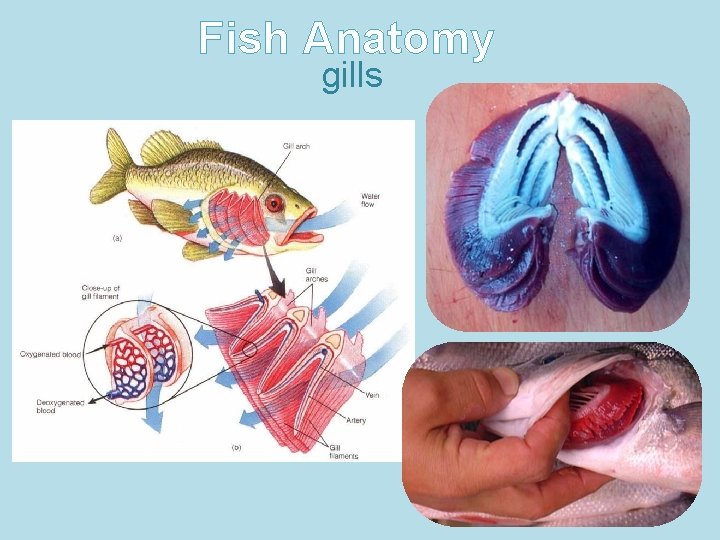 Fish Anatomy gills 