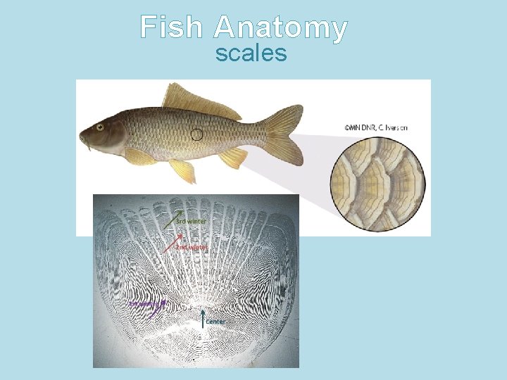 Fish Anatomy scales 