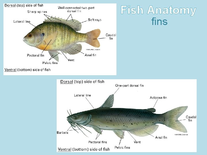 Fish Anatomy fins 