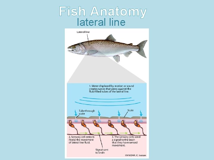 Fish Anatomy lateral line 