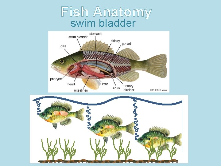 Fish Anatomy swim bladder 