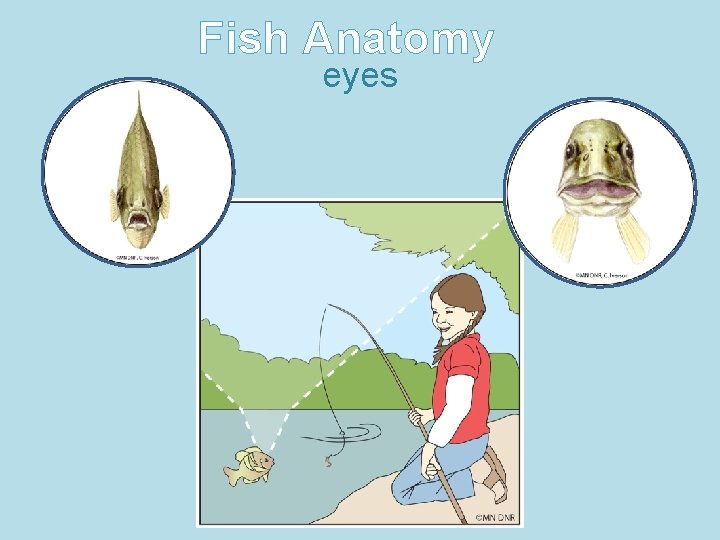 Fish Anatomy eyes 