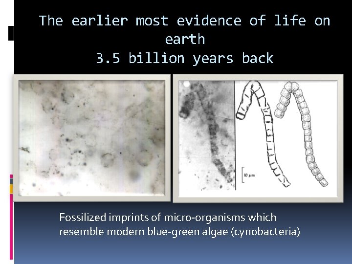 The earlier most evidence of life on earth 3. 5 billion years back Fossilized