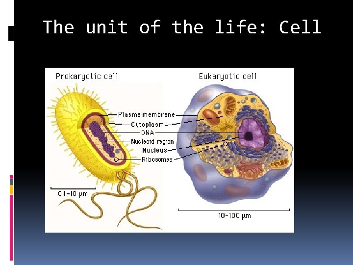 The unit of the life: Cell 