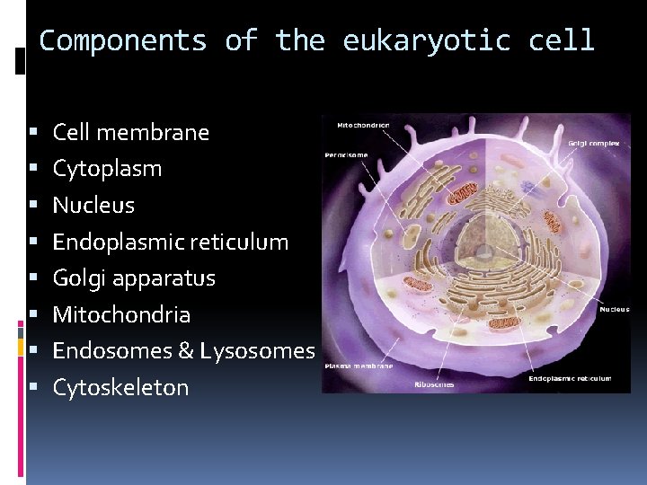 Components of the eukaryotic cell Cell membrane Cytoplasm Nucleus Endoplasmic reticulum Golgi apparatus Mitochondria