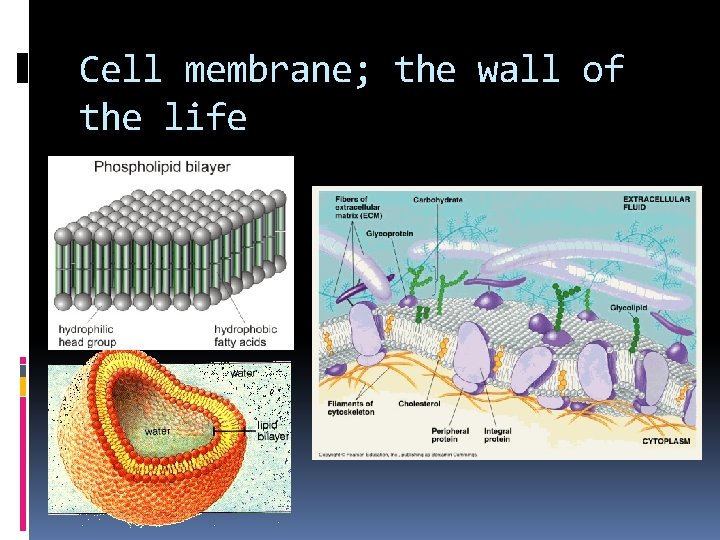 Cell membrane; the wall of the life 