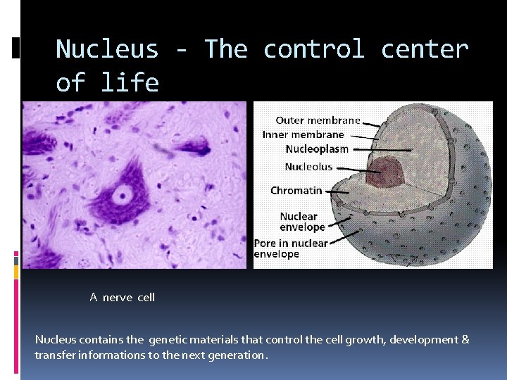 Nucleus - The control center of life A nerve cell Nucleus contains the genetic