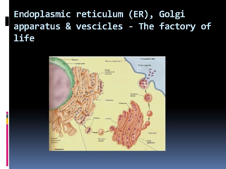 Endoplasmic reticulum (ER), Golgi apparatus & vescicles - The factory of life 