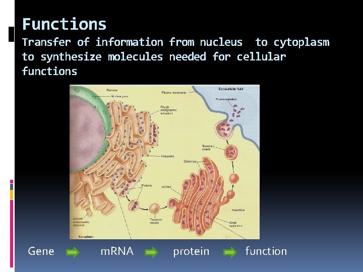 Functions Transfer of information from nucleus to cytoplasm to synthesize molecules needed for cellular