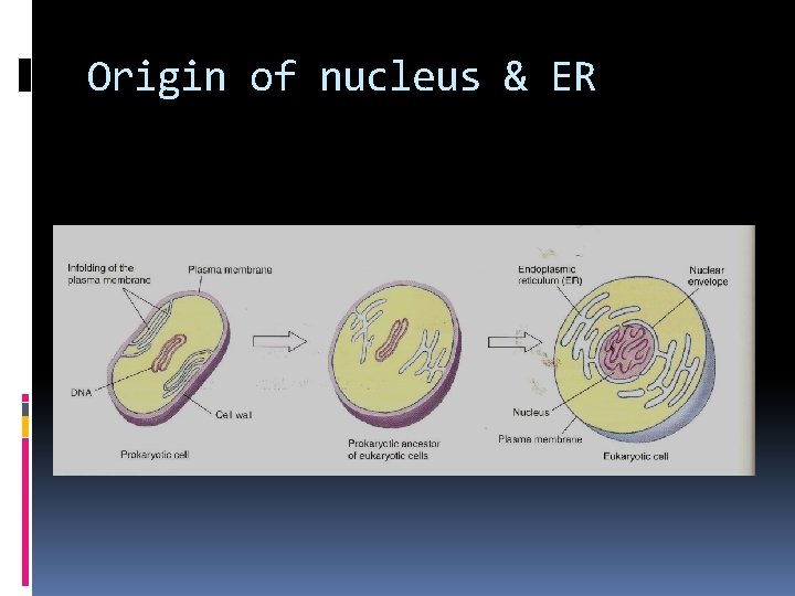 Origin of nucleus & ER 
